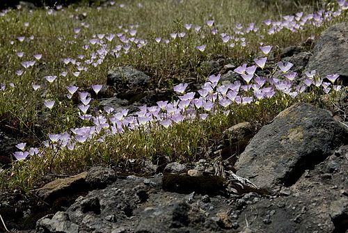 Clarkia arcuata